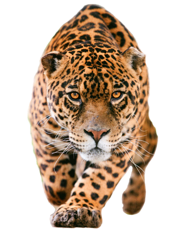 Jaguar Png Pic PNG Image