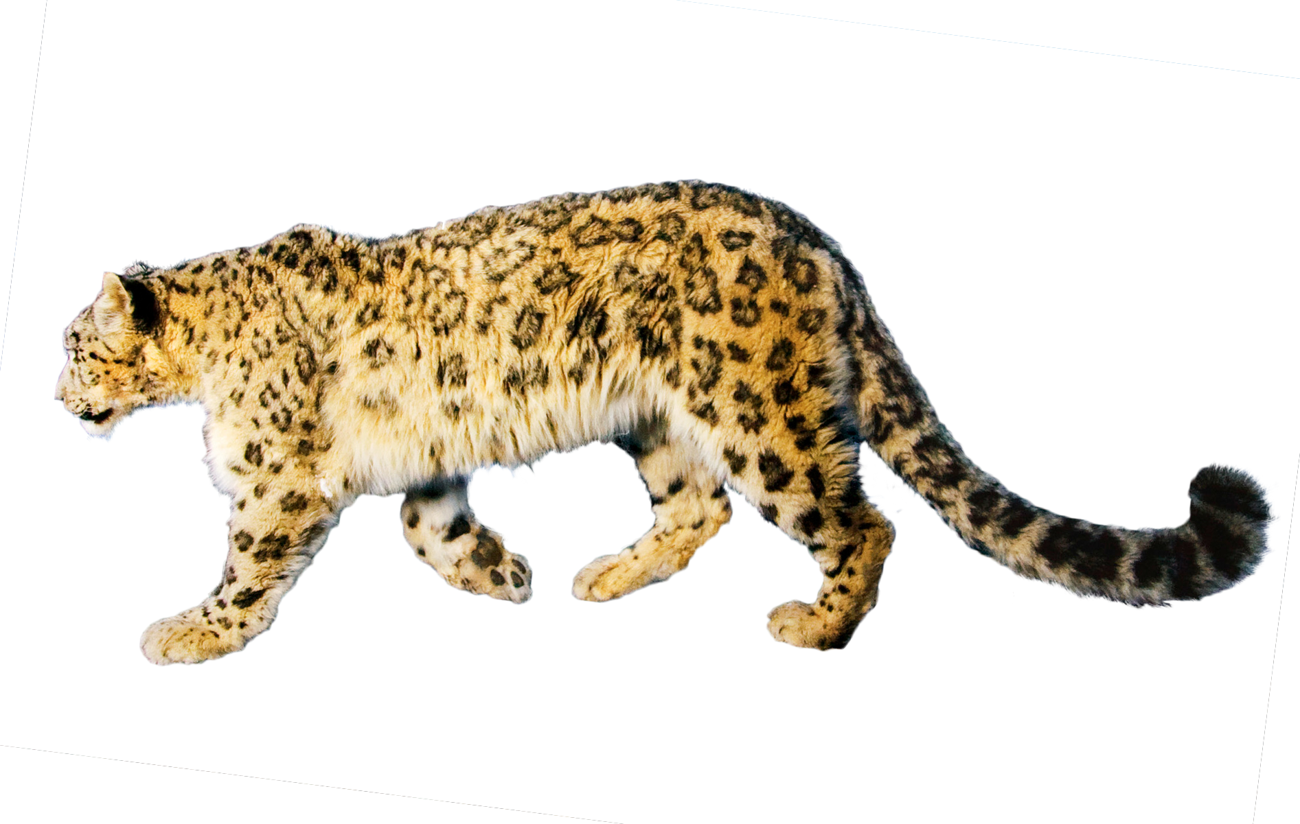 Jaguar Free Download Png PNG Image