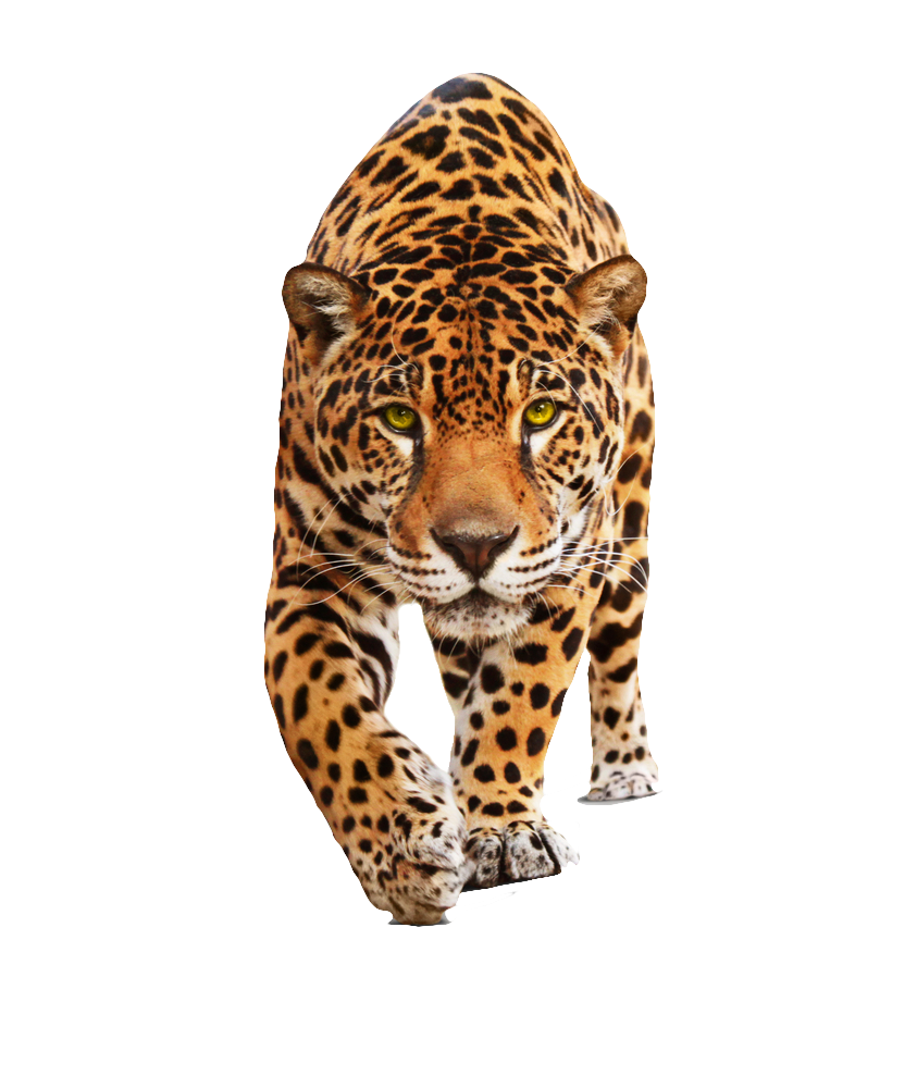 Jaguar Png Hd PNG Image