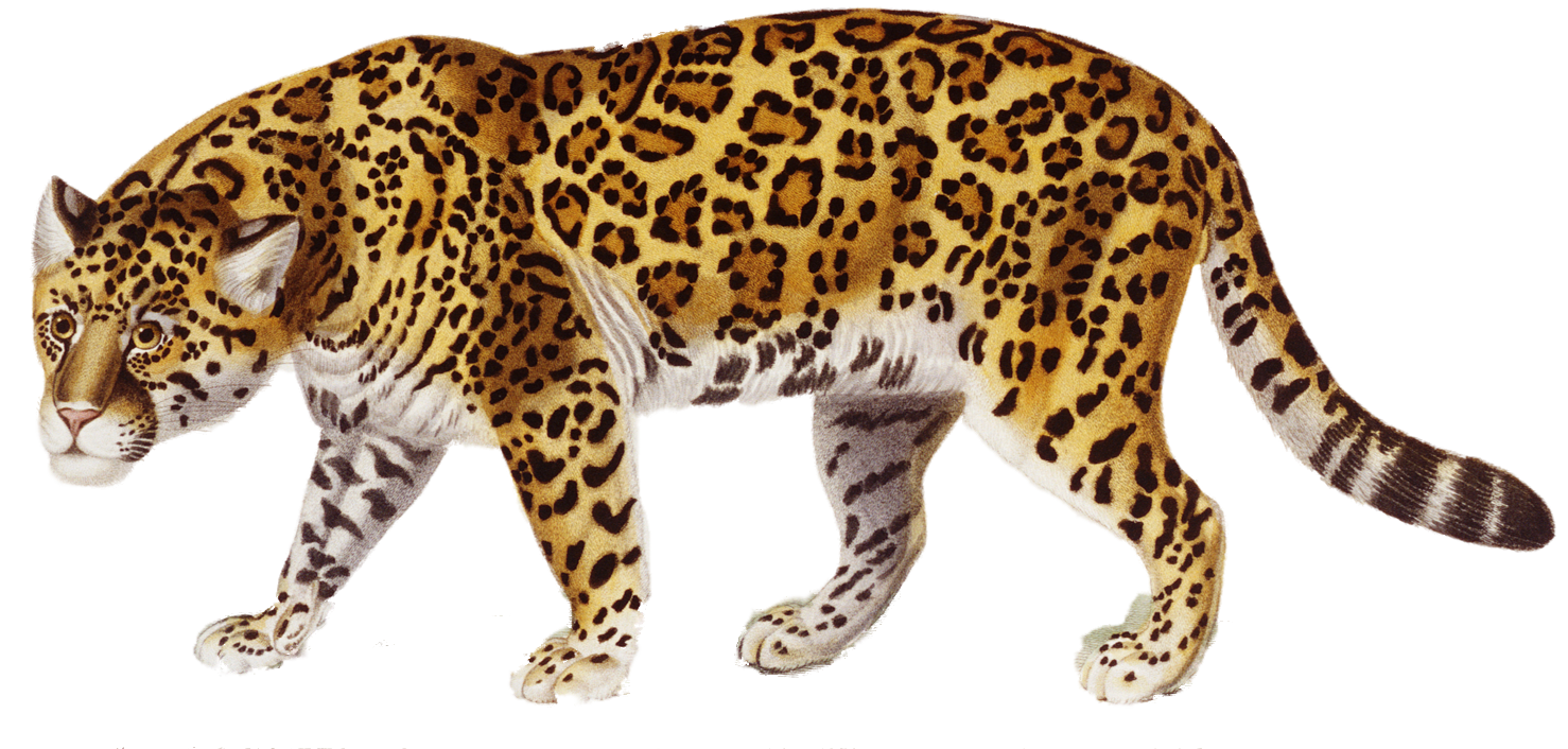 Jaguar Png PNG Image