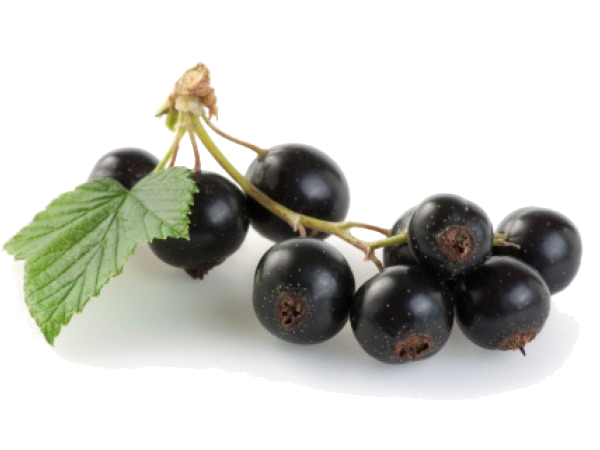 Jamun Java Plum File PNG Image