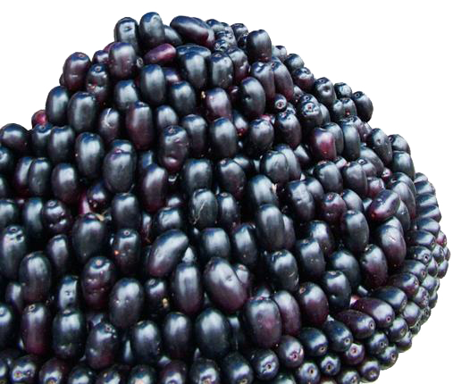 Jamun Java Plum Image PNG Image