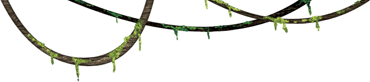 Jungle Transparent PNG Image