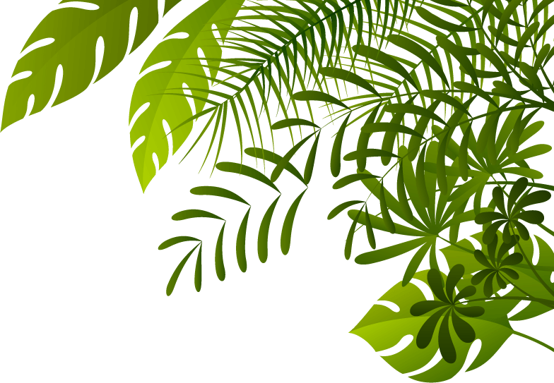 Jungle Image PNG Image