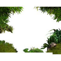 Jungle Border Transparent Image PNG Image