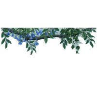 Jungle Border File PNG Image