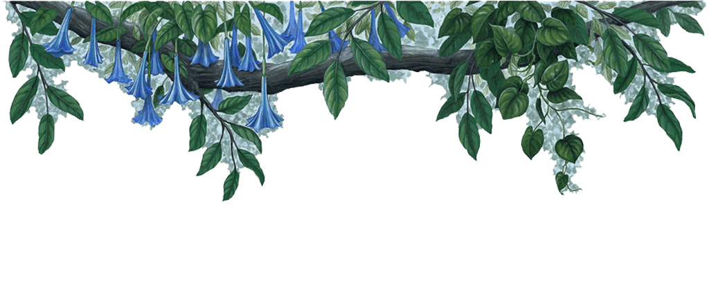 Jungle Border File PNG Image