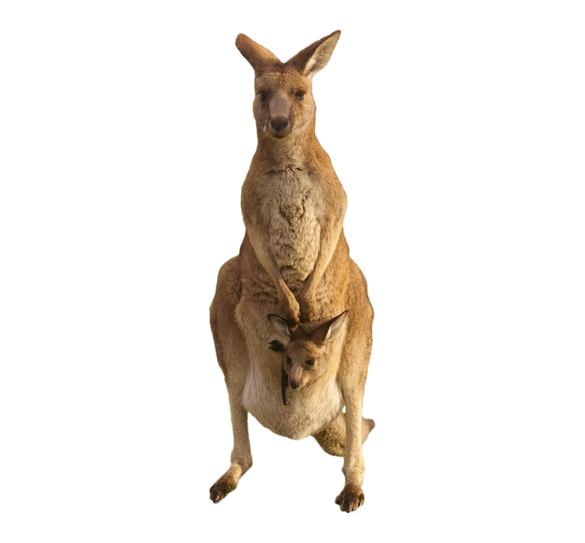 Kangaroo Joey Free HD Image PNG Image