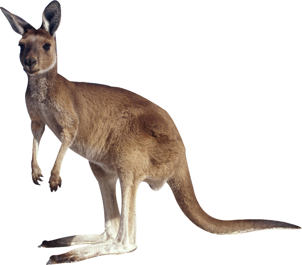 Kangaroo Joey Free Clipart HD PNG Image