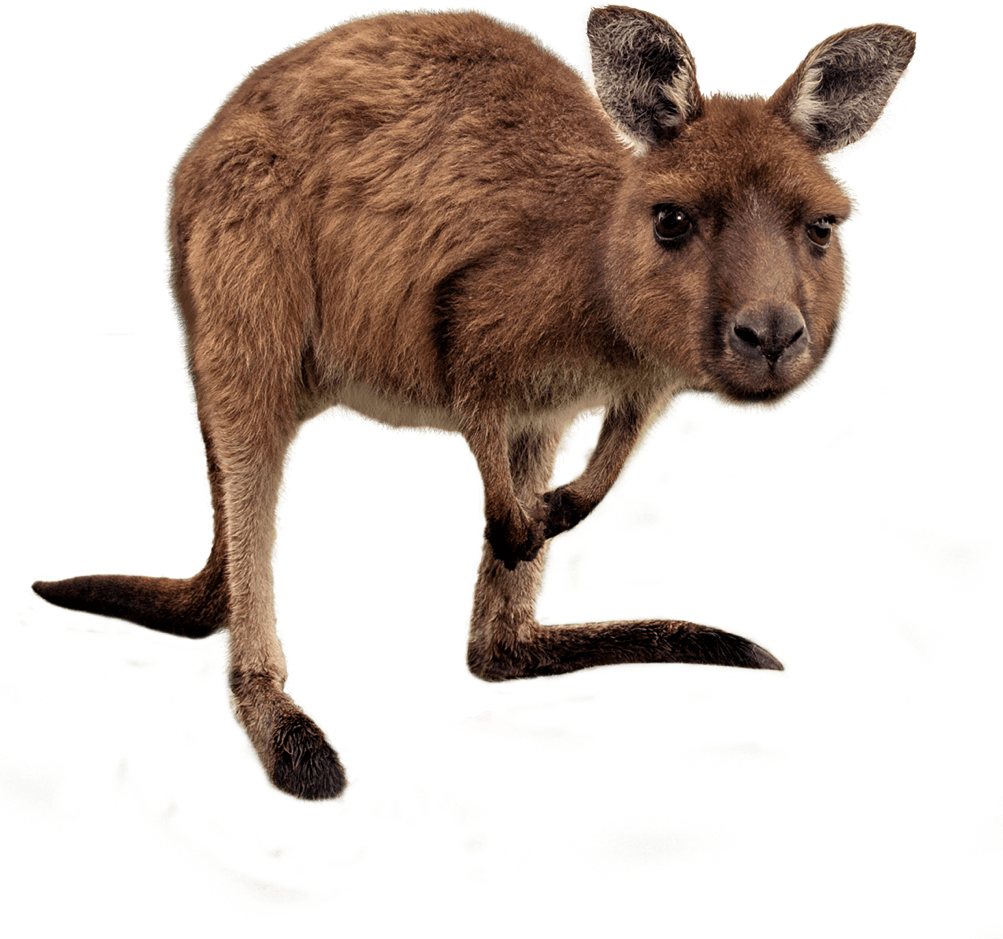 Kangaroo Joey PNG Free Photo PNG Image