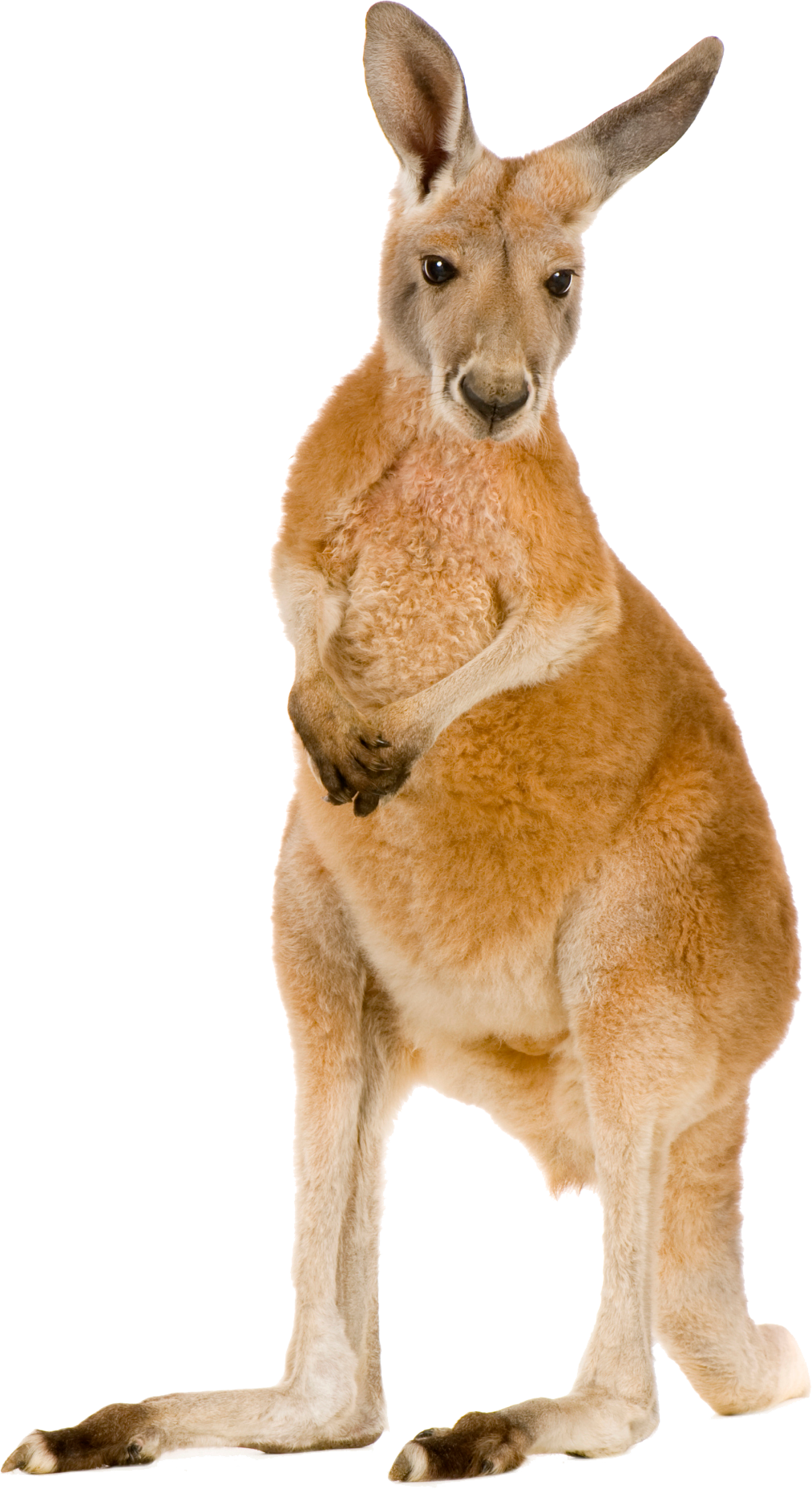 Kangaroo Joey Free HD Image PNG Image