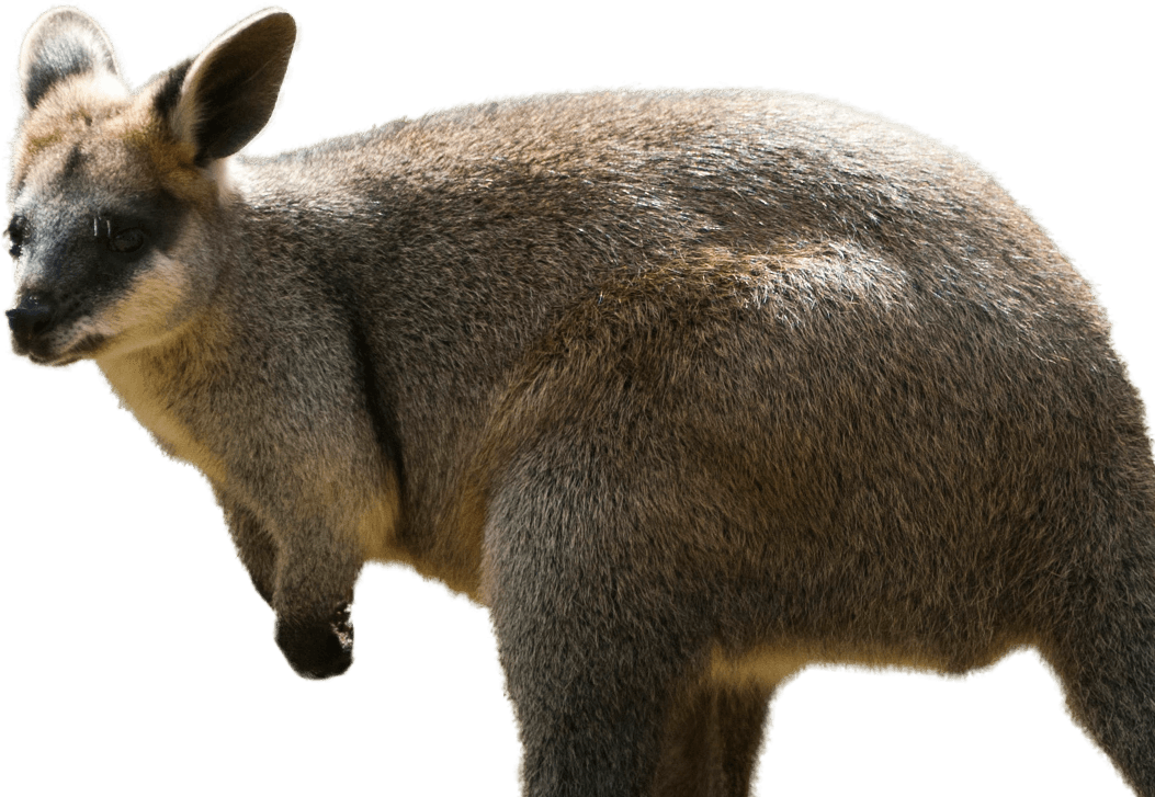 Wallaby Kangaroo HQ Image Free PNG Image