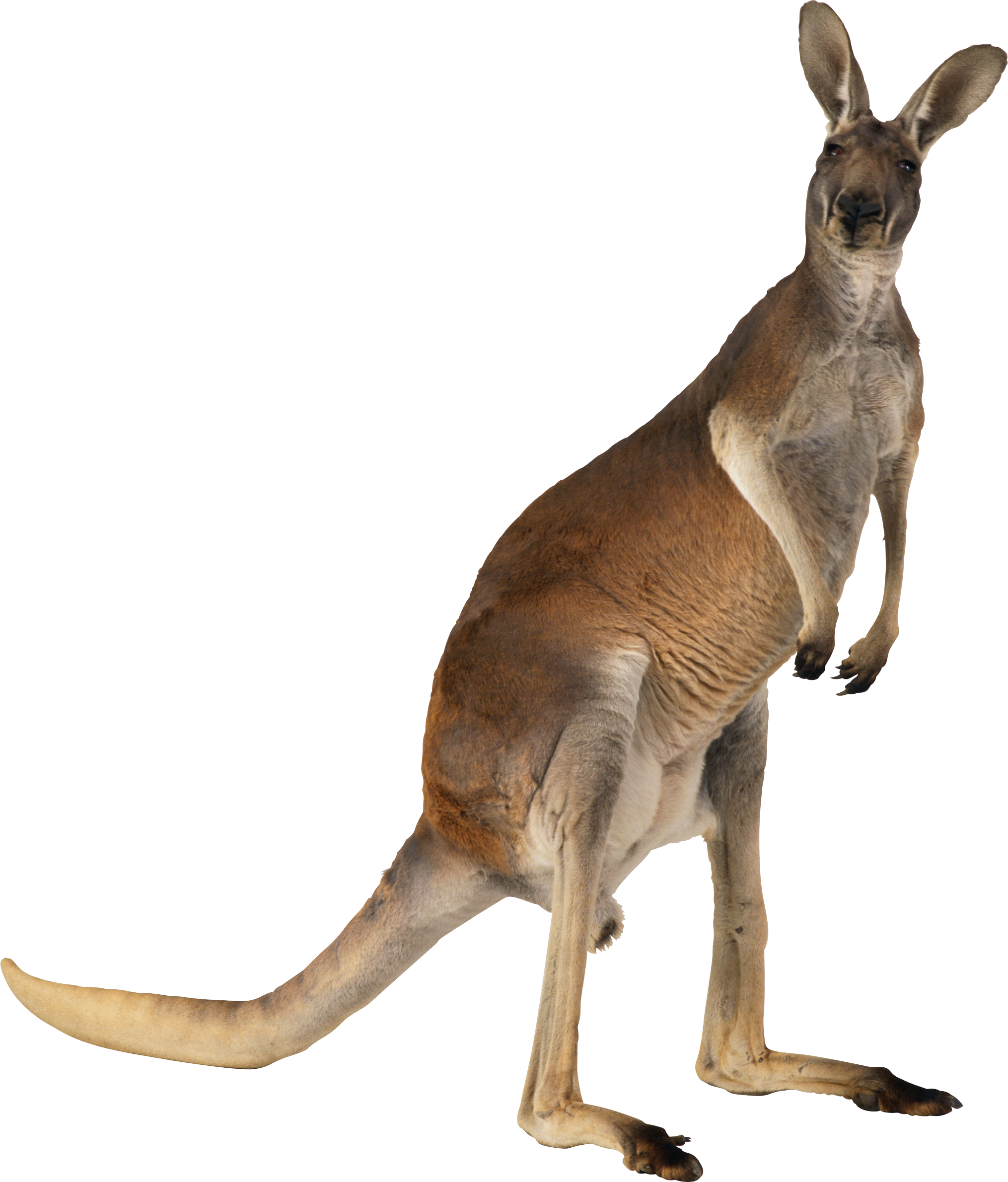 Kangaroo Free HQ Image PNG Image