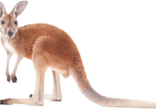 Kangaroo PNG Download Free PNG Image