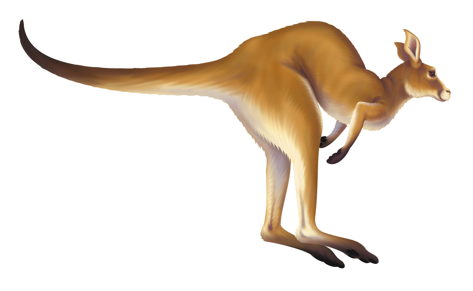 Kangaroo Png PNG Image