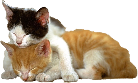 Kitten Png File PNG Image