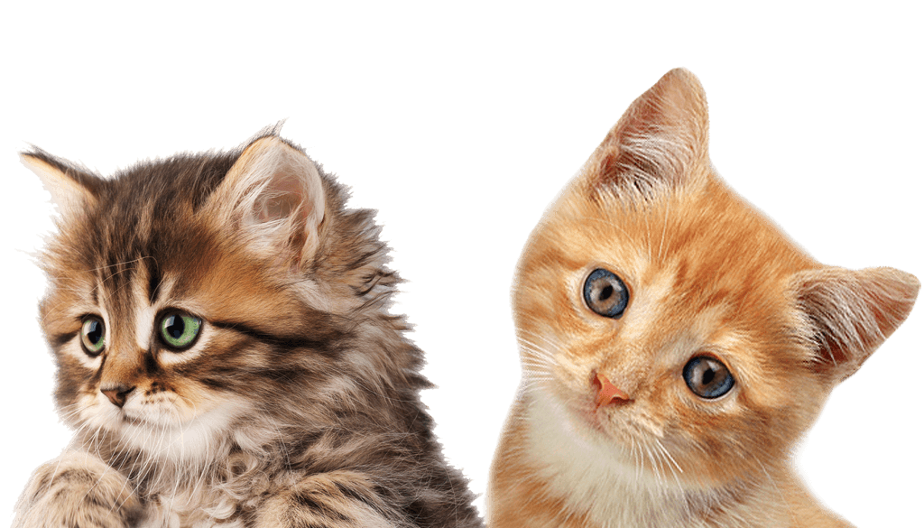 Cute Kitten Download Free Image PNG Image