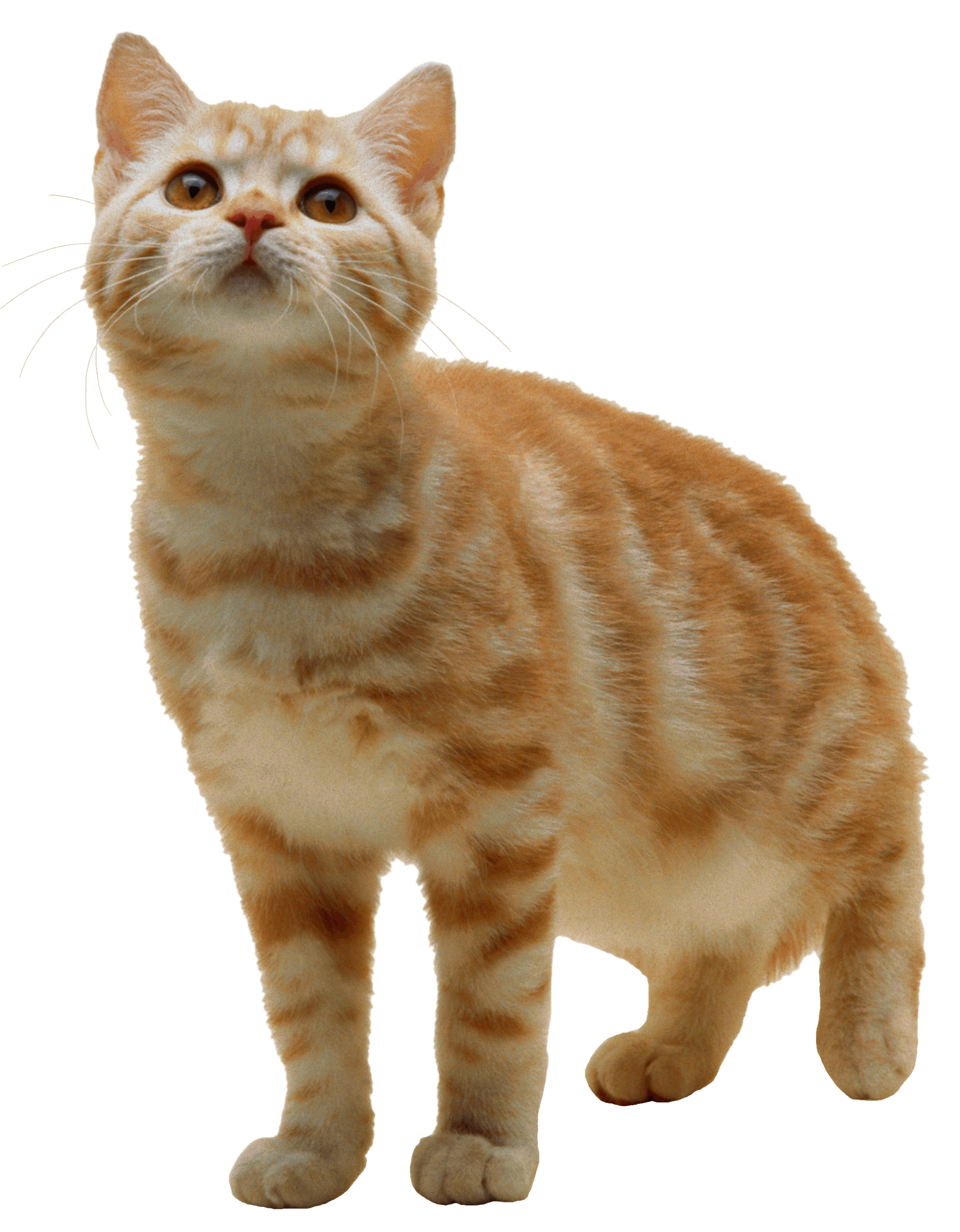 Kitten Free Photo PNG Image