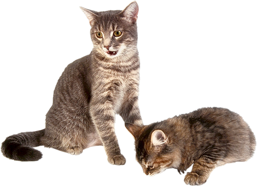 Kitten Free Download PNG HD PNG Image