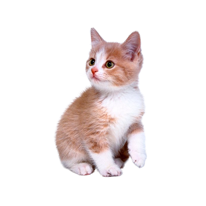 Domestic Kitten HD Image Free PNG Image