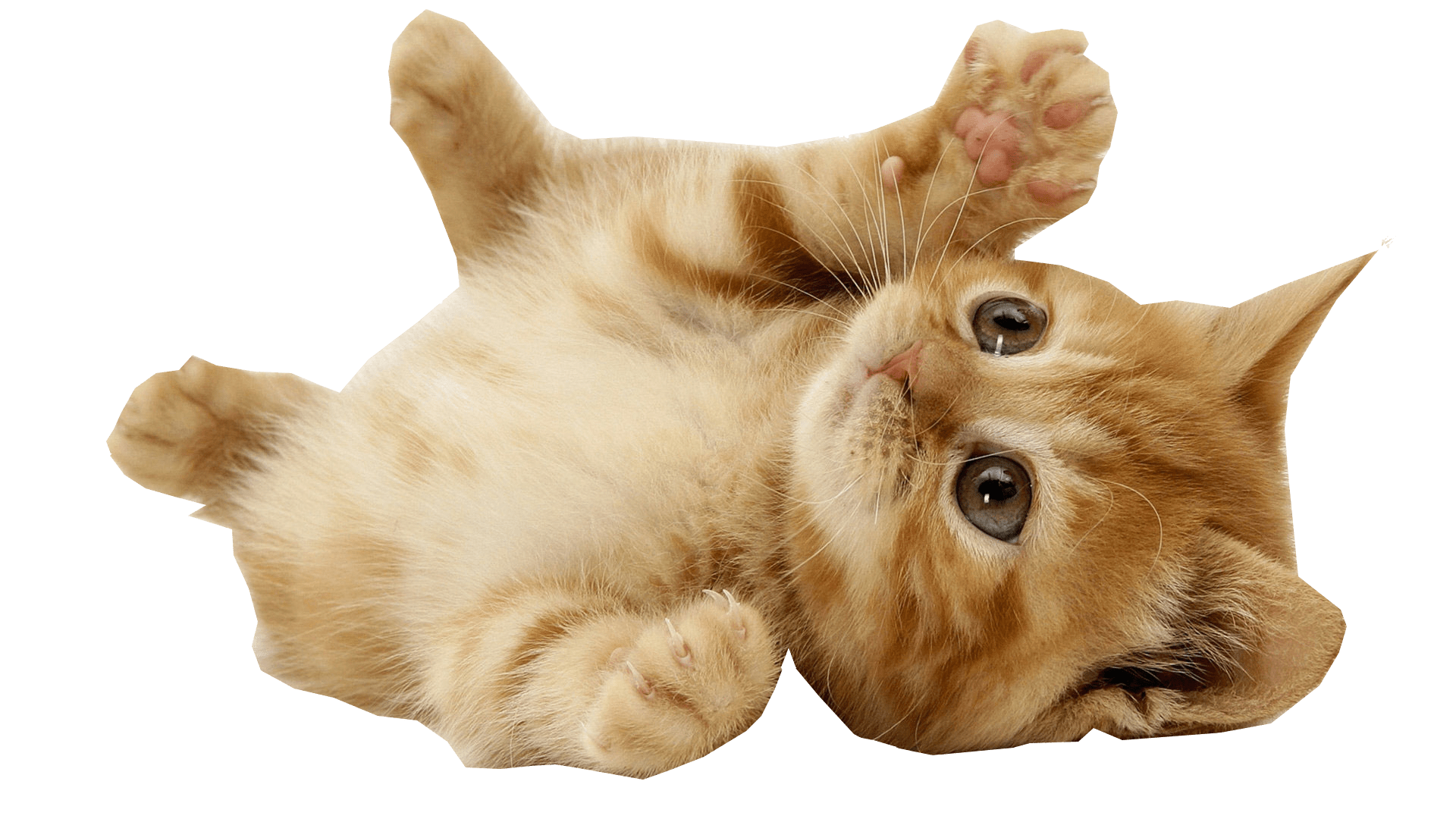 Domestic Kitten Free HD Image PNG Image