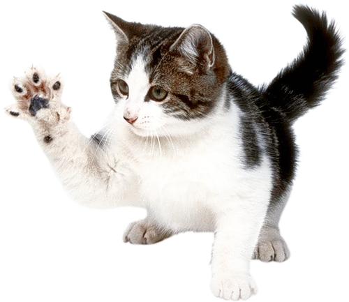 Domestic Kitten Free HD Image PNG Image