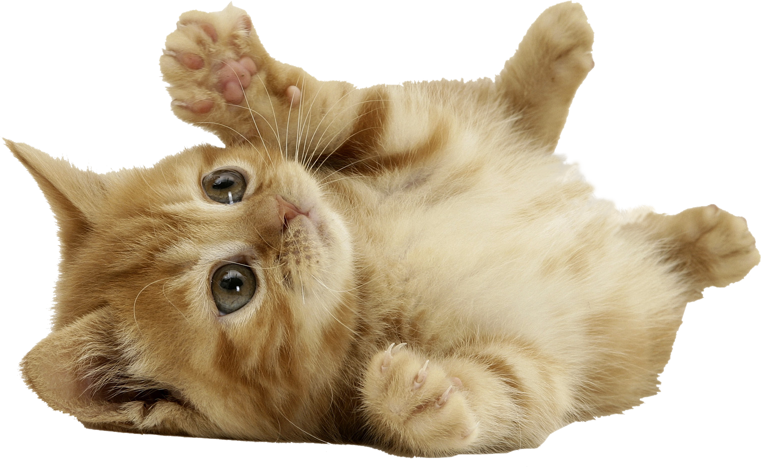 Kitten Free Download PNG HQ PNG Image