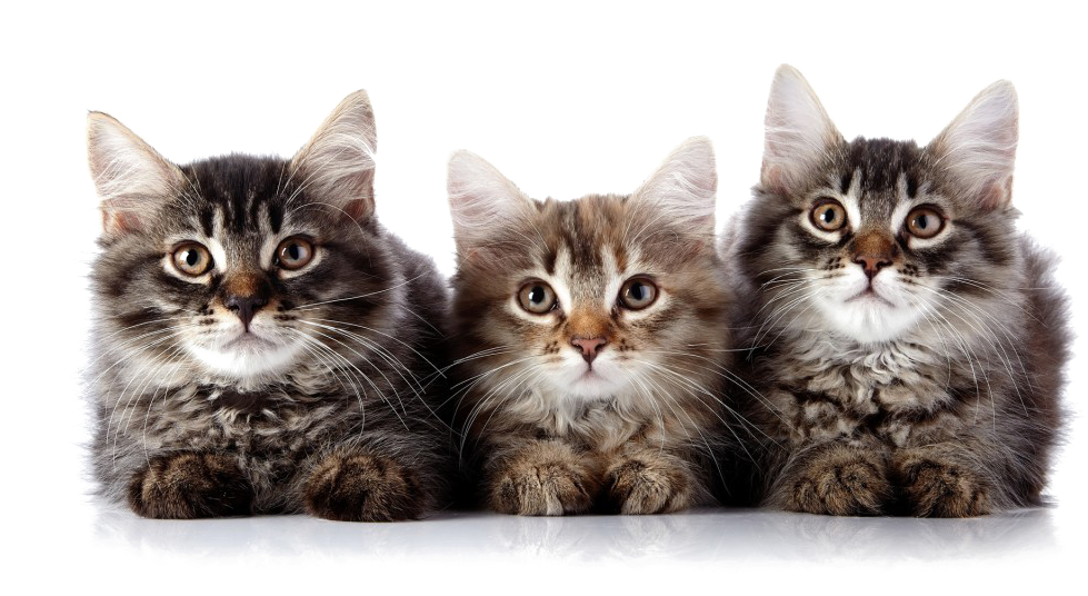 Kitten Download Free Image PNG Image