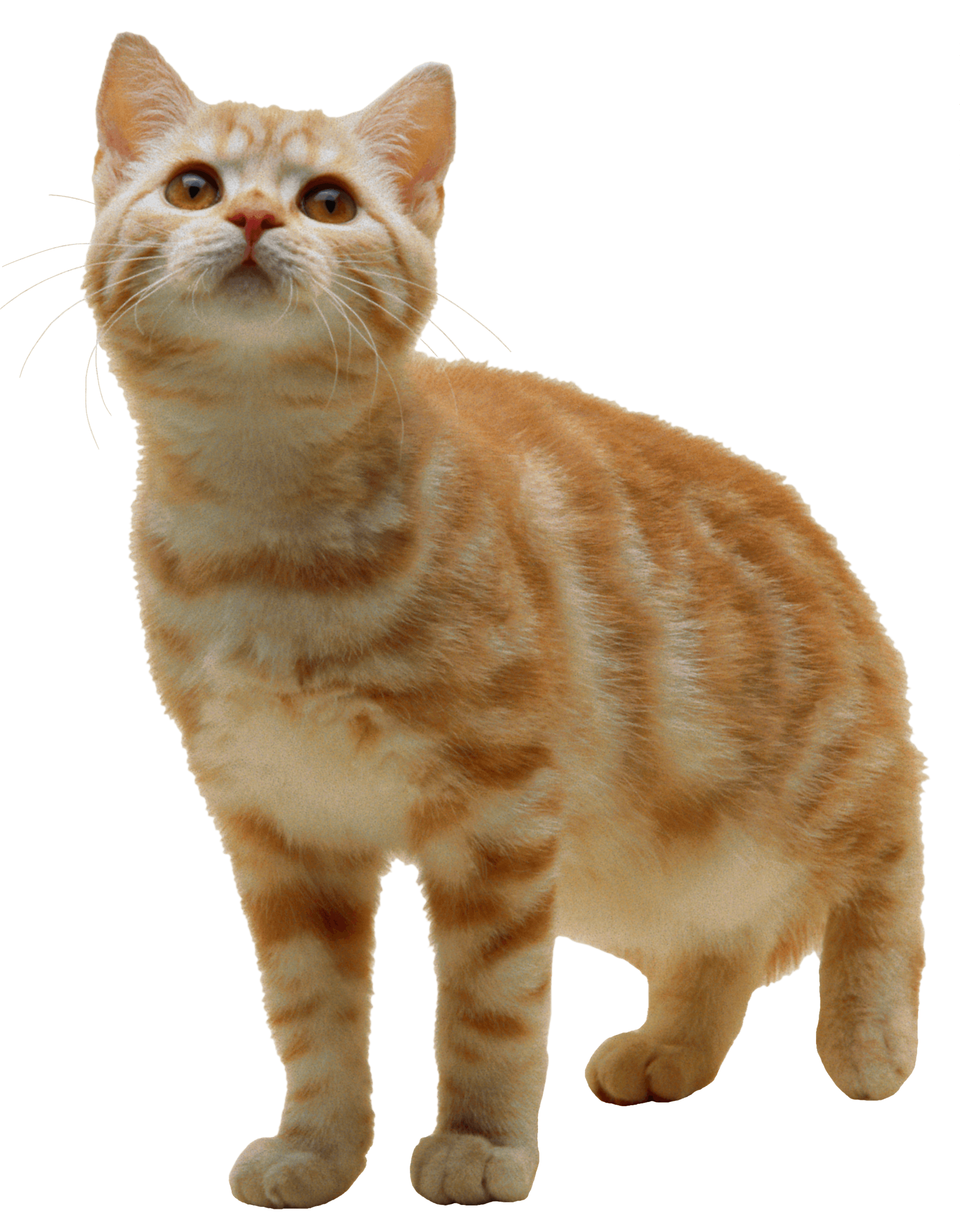 Kitten HD Image Free PNG Image