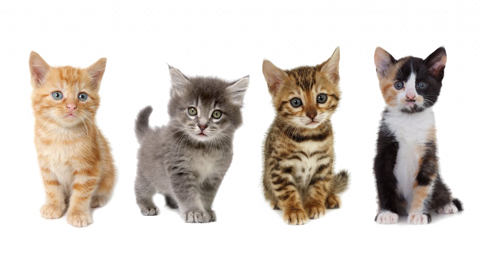 Little Kitten Free HD Image PNG Image