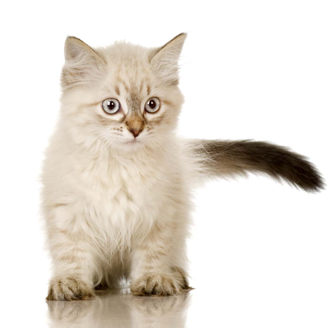 Little Kitten Free Clipart HD PNG Image