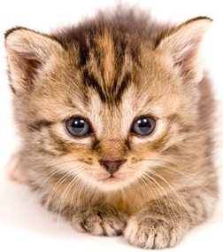 Kitten Png Pic PNG Image