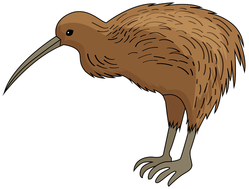 Wild Kiwi Bird Free Photo PNG Image