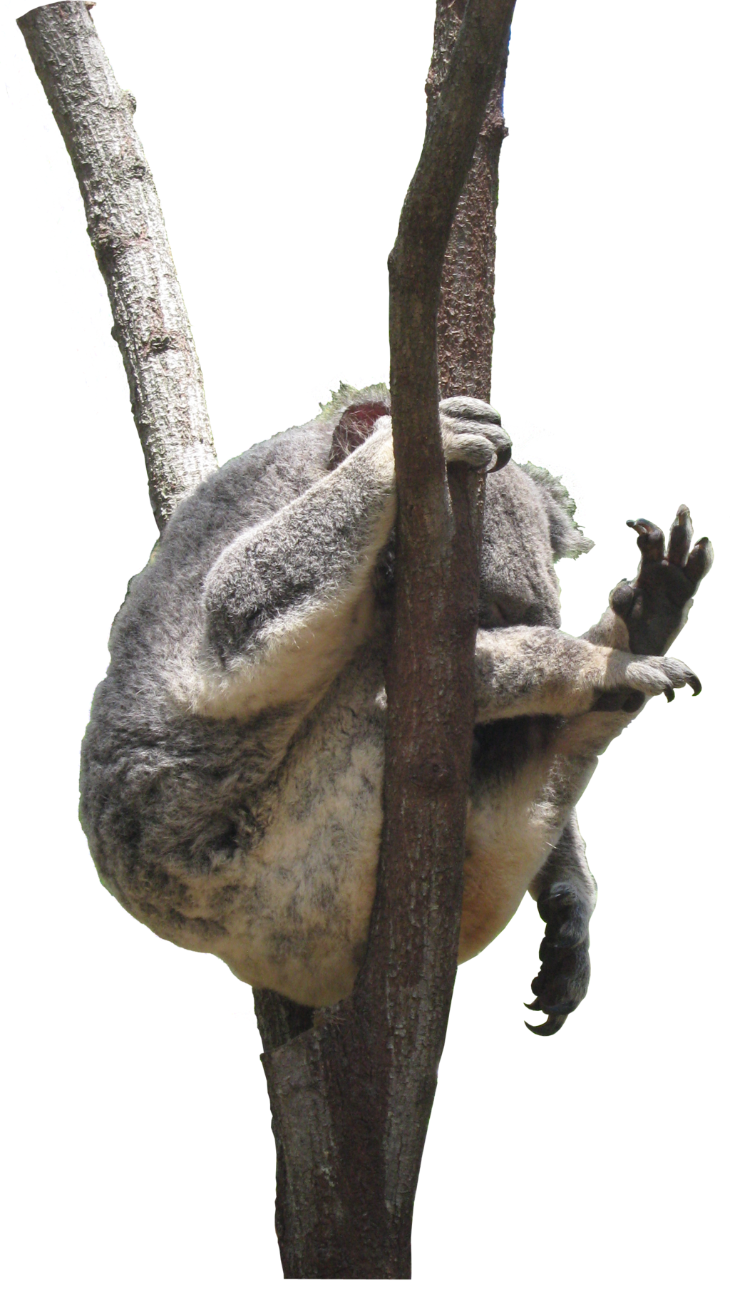 Picture Koala Free Transparent Image HD PNG Image