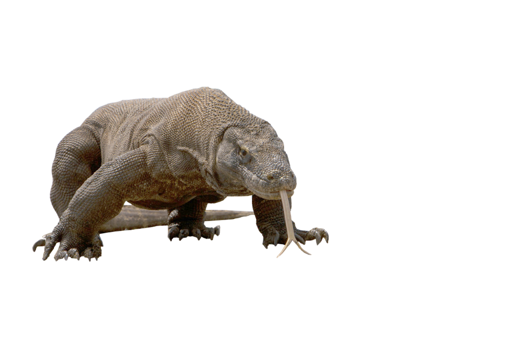 Komodo Dragon Free Download Png PNG Image