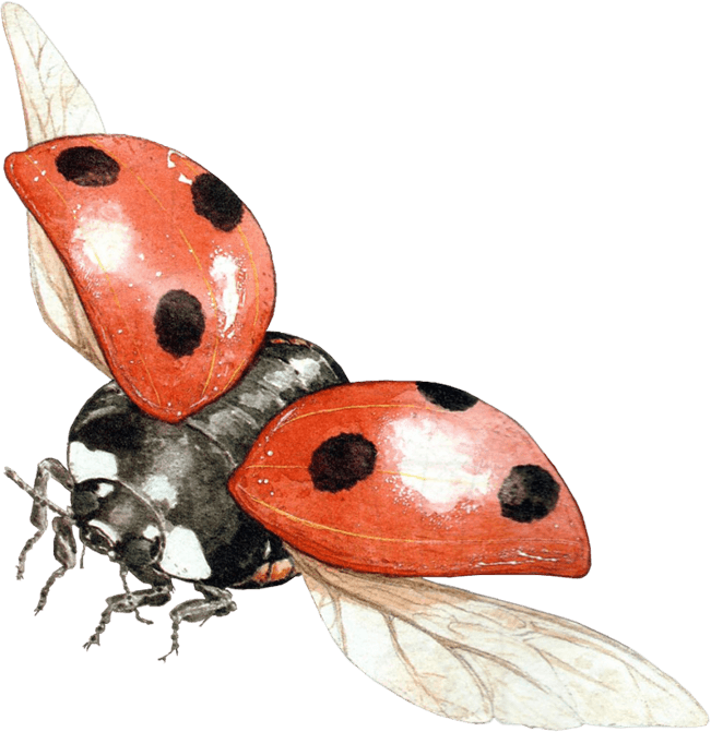 Ladybug Png Image PNG Image