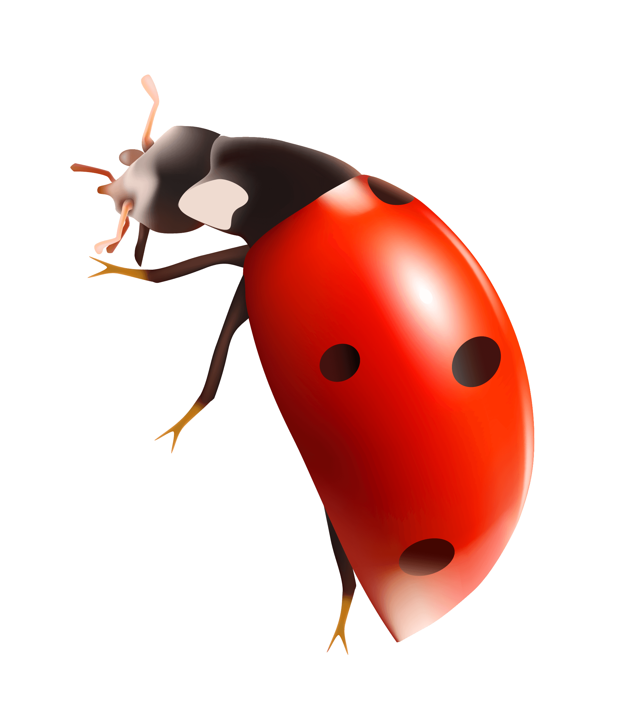 Ladybug Png Image PNG Image