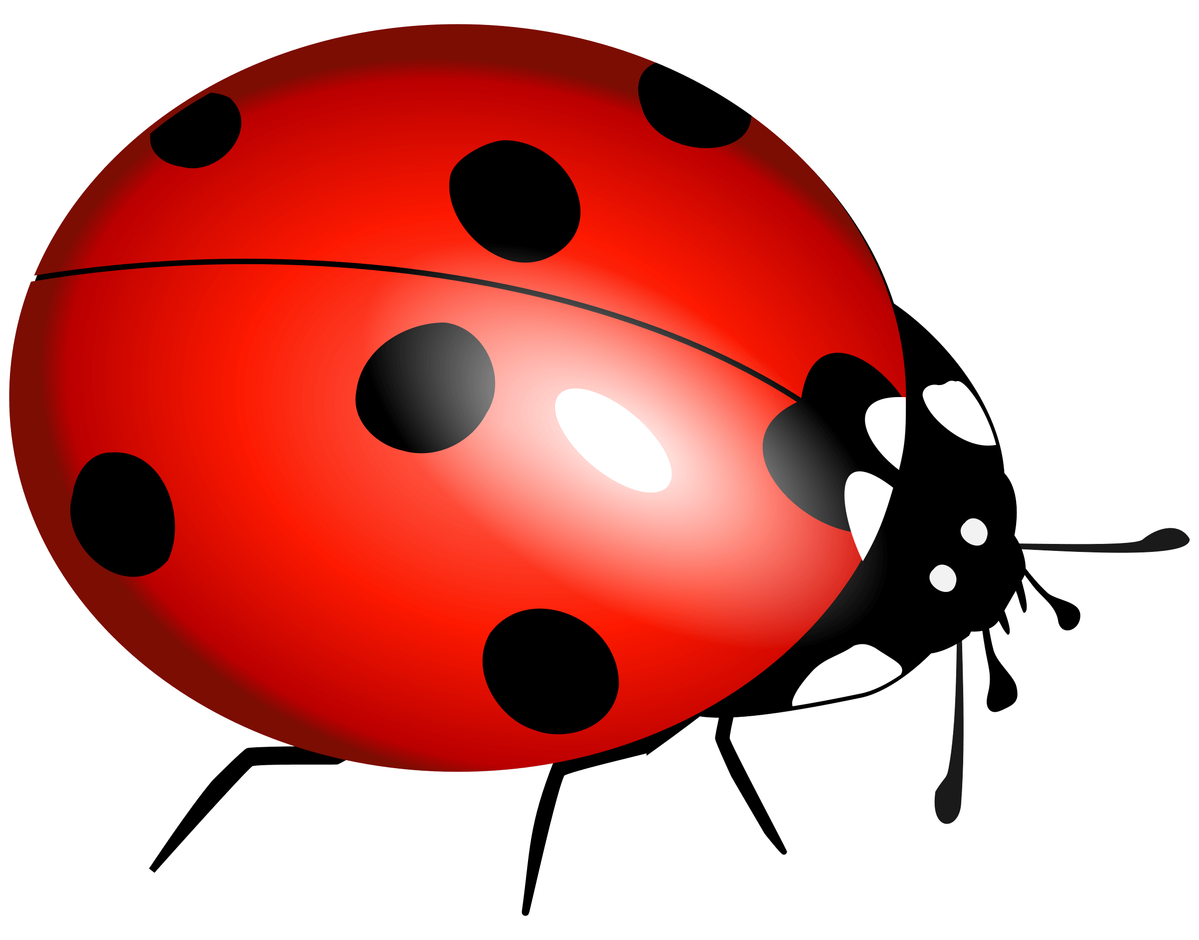 Ladybug Png Image PNG Image