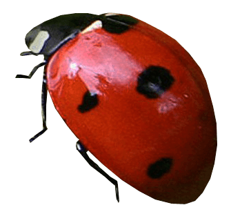 Ladybug Png Image PNG Image