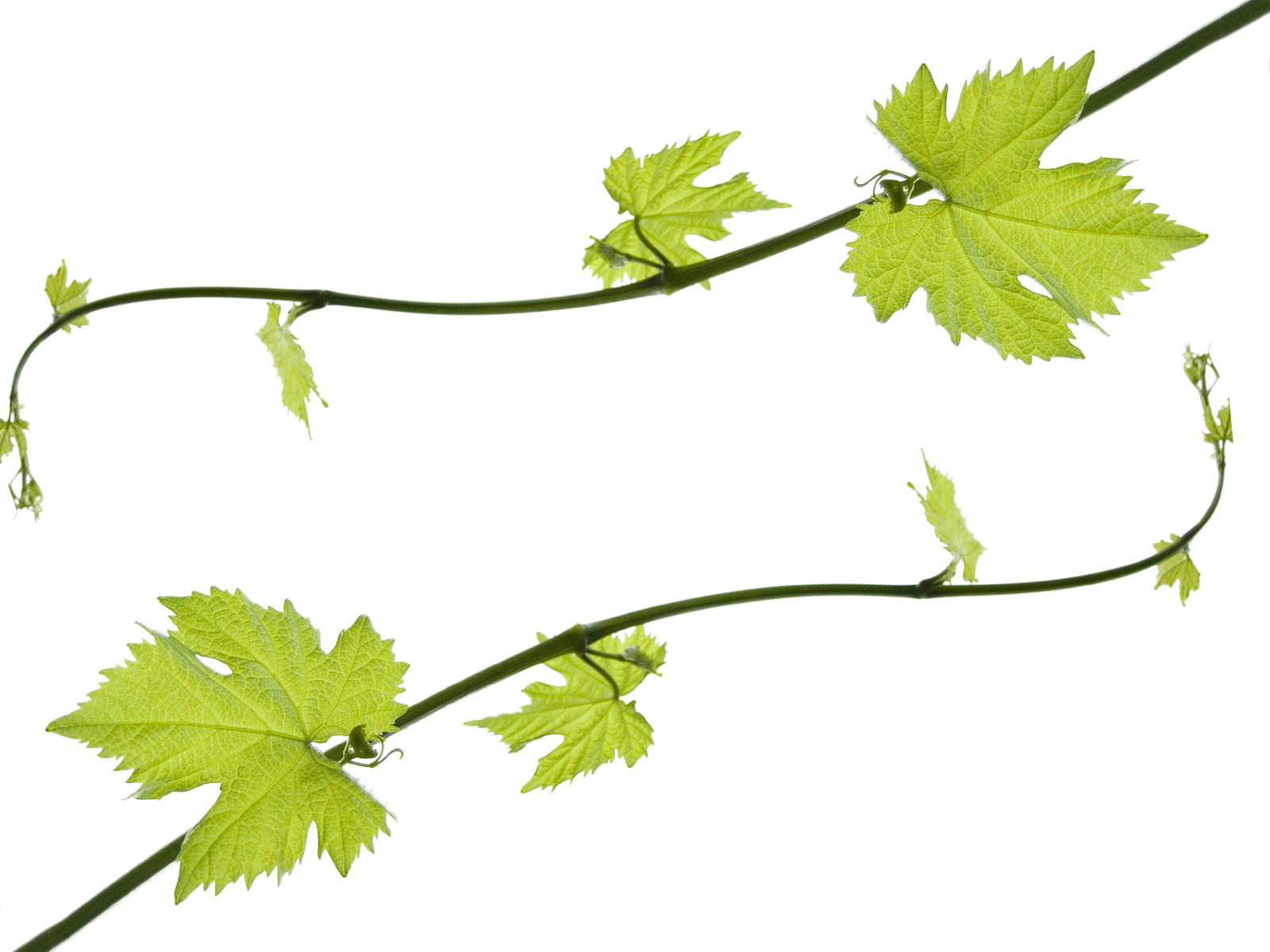 Vine Leaf Grape Free Transparent Image HD PNG Image