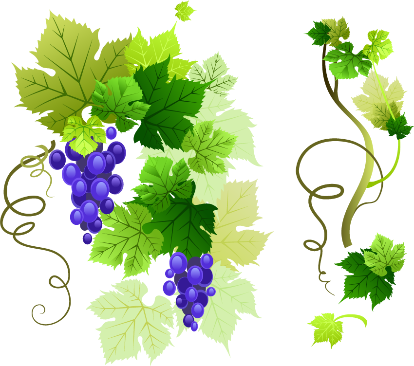 Vine Leaf Grape PNG Free Photo PNG Image