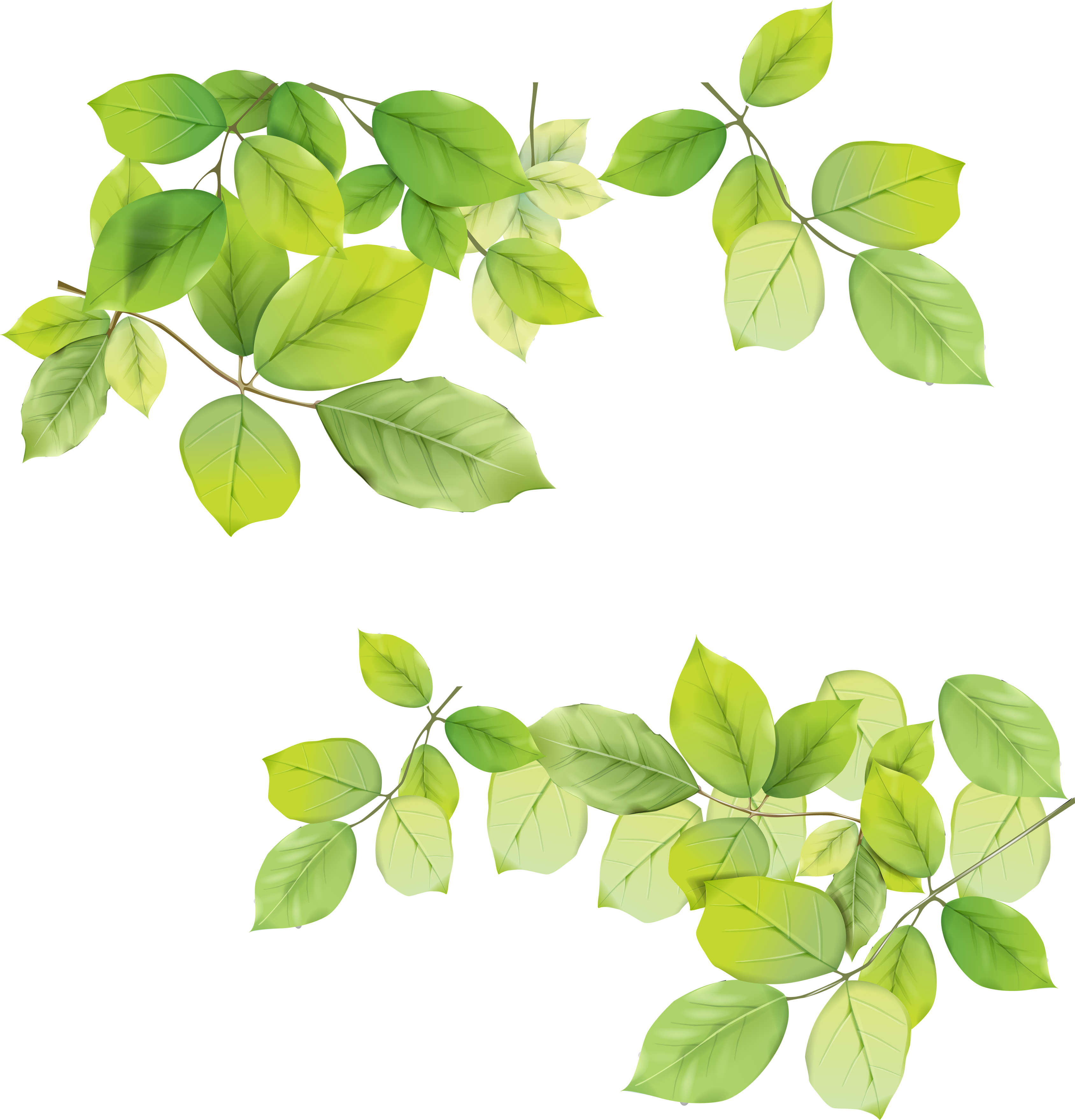 Green Leafs PNG Free Photo PNG Image