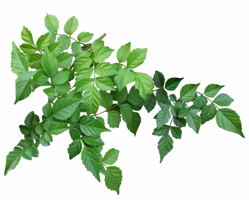 Green Organic Leafs Free Photo PNG Image