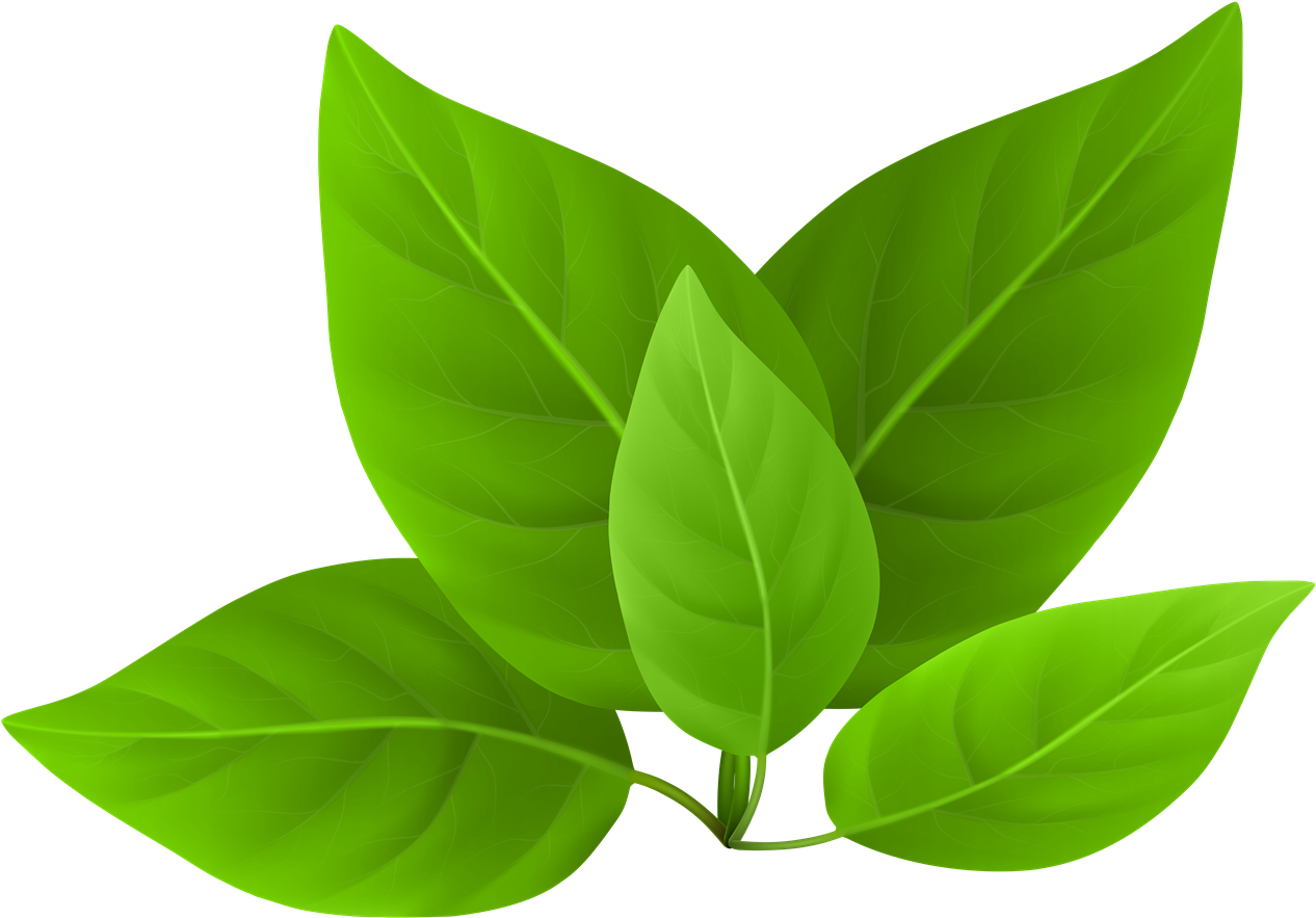 Vector Green Leafs HQ Image Free PNG Image