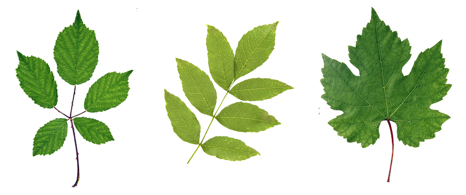 Green Leaf HD Download HQ PNG PNG Image