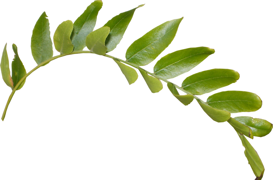 Green Leaf Image Free PNG HQ PNG Image