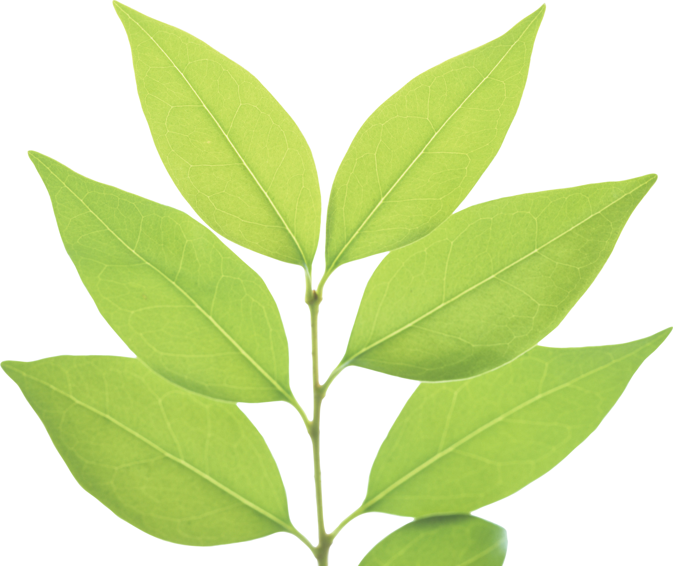 Green Leaf Free PNG HQ PNG Image