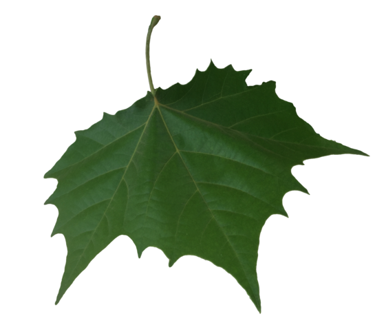 Falling Leaf HQ Image Free PNG PNG Image