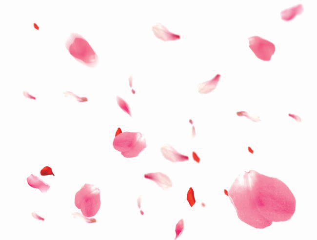 Falling Petals Image Free HQ Image PNG Image