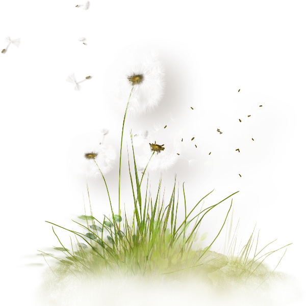 Colored Dandelion Download HQ PNG PNG Image